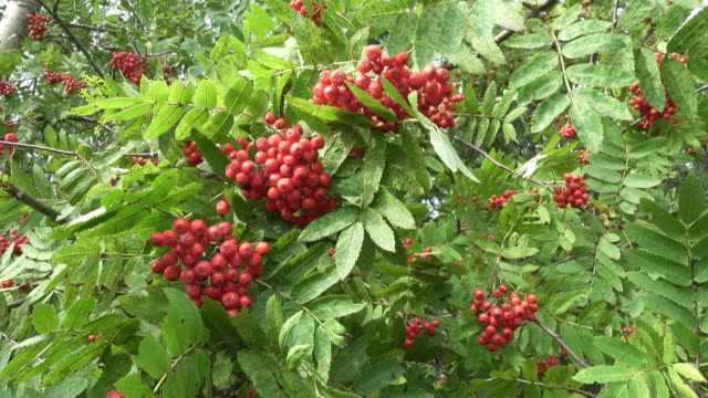Bush-of-red-ripe-mountain-ash-in-the-wind.-Full-frame-footage-4k