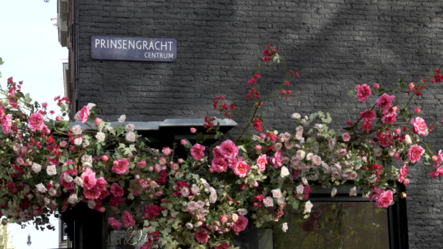 rosas-en-edificio-en-el-prinsengracht-(canal-de-príncipe)-en-amsterdam