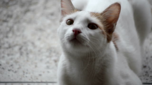 Portrait-footage-of-cat