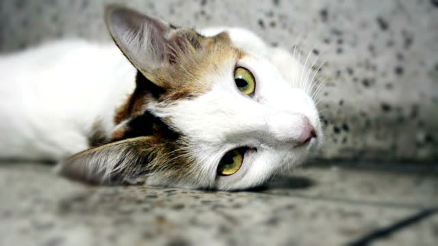 Retrato-de-gato-de-vídeos