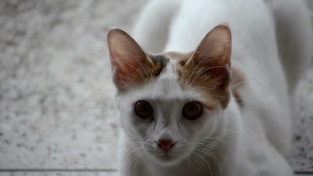 Porträt-der-Katze-Filmmaterial