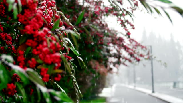 Nieve-que-cae-en-el-árbol-de-frutos-rojos-en-invierno