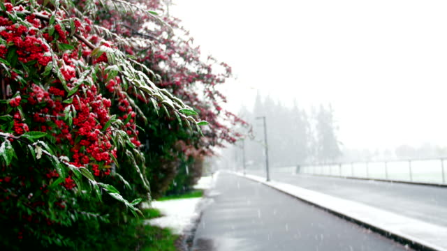 Schnee-fällt-auf-rote-Beere-Baum