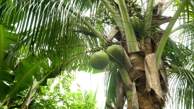 Kokospalme-mit-Kokosnüssen