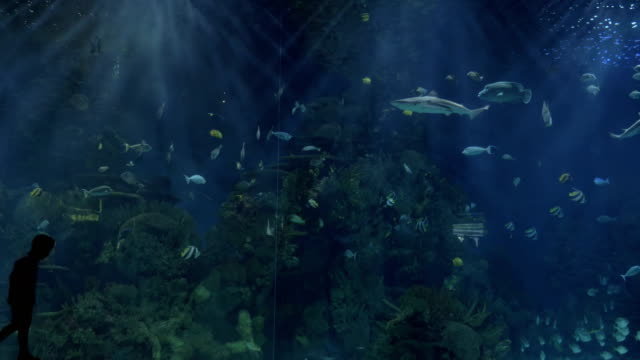 Kinder-Silhouetten-gegen-riesige-aquarium