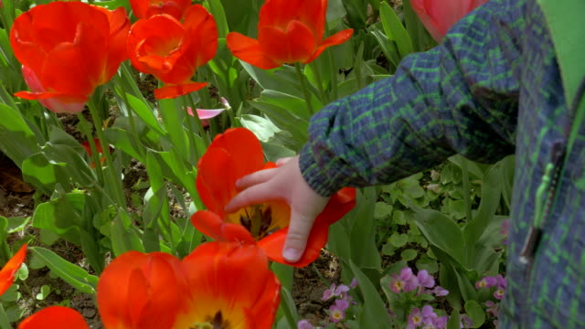 View-of-small-boy-touching-red-tulips-in-the-field