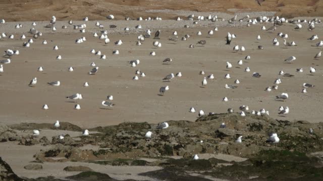 Viele-Möwen-sitzen-am-Sandstrand