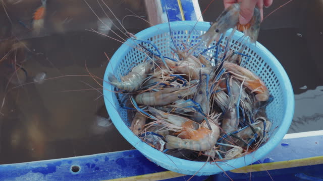 Buying-giant-freshwater-prawn-in-market-of-Thailand