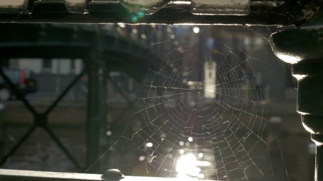 Blick-auf-die-Stadt-durch-Spinnennetz