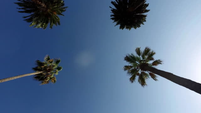 The-smooth-movement-of-the-camera-through-the-palm-trees-in-the-park.-Steadicam.-Los-Angeles