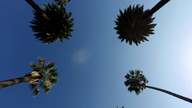 El-movimiento-suave-de-la-cámara-a-través-de-las-palmeras-en-el-parque.-Steadicam.-Los-Angeles
