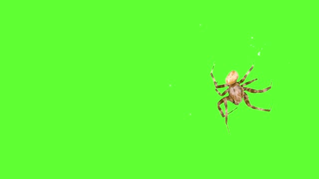 Insect-spider-running-around-the-screen-on-a-green-background.-Logo-screensaver.-One-click-selection-and-overlay-in-the-video-editor