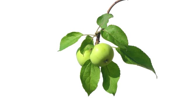 Grüne-Äpfel-auf-isolierten-weißen-Bildschirmhintergrund