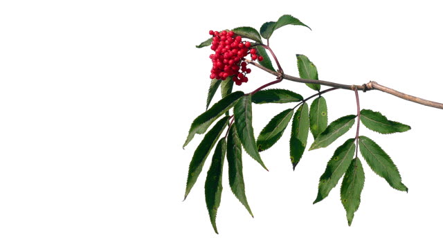 Rote-Beeren-mit-grünen-Blättern-auf-isolierten-weißen-Bildschirmhintergrund