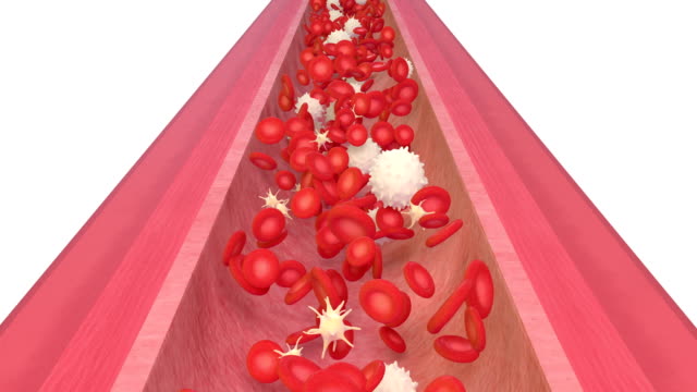 3D-Animation-der-Blutbahn-mit-roten-Blutkörperchen,-weißen-Blutkörperchen-und-Thrombozyten