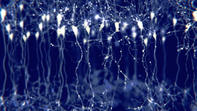 Pyramidal-neurons-in-the-cerebral-cortex.-The-synaptic-signals-are-clearly-visible