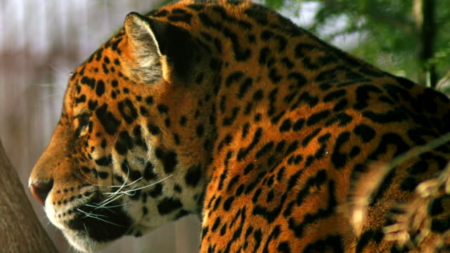 Close-up-of-a-female-jaguar-(Panthera-onca),
