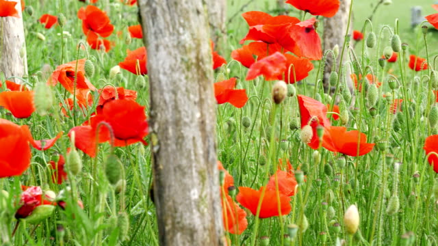 Símbolo-de-la-primera-guerra-mundial:-amapolas-de-flores-rojo-y-alambre-de-púas