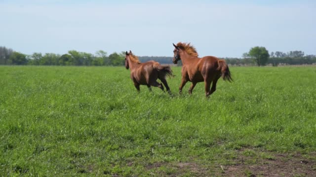 Zwei-Pferde-laufen-Trog-eine-Wiese-mit-seiner-Gruppe-im-Schatten-eines-Baumes-zu