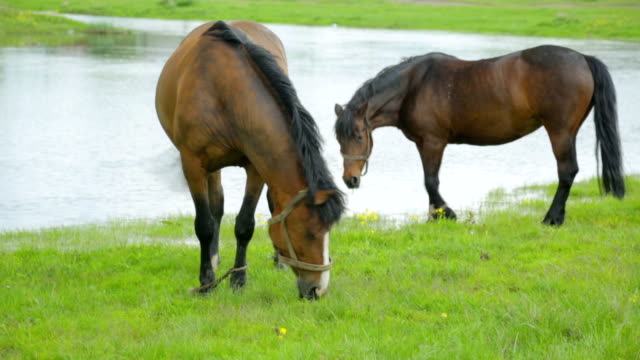 Horses-grazing-on-meadow-near-river