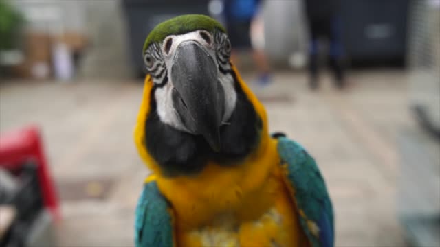 cerca-de-aves-guacamayo-azul-y-amarillo-soplar-plumas-y-alas-de-aleteo