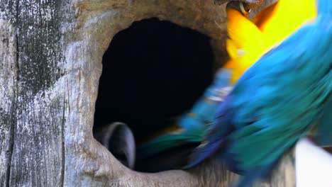 Macaw-Parrot-in-Wood-hollow