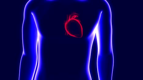 3D-animation-of-a-human-hologram-and-a-beating-heart