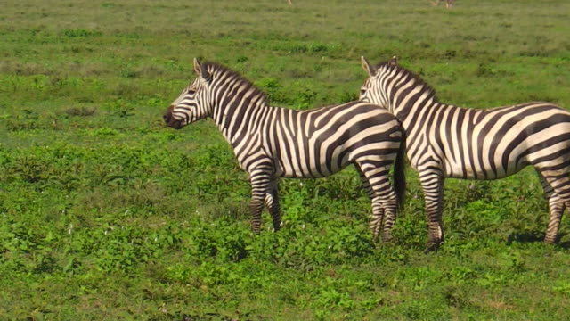 dos-cebras-comunes-en-Ndutu