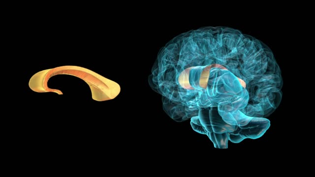 Gehirn-Corpus-Callosum