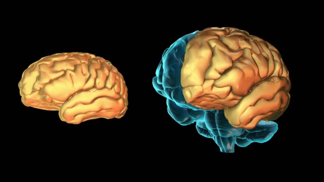 BRAIN-Left-hemisphere