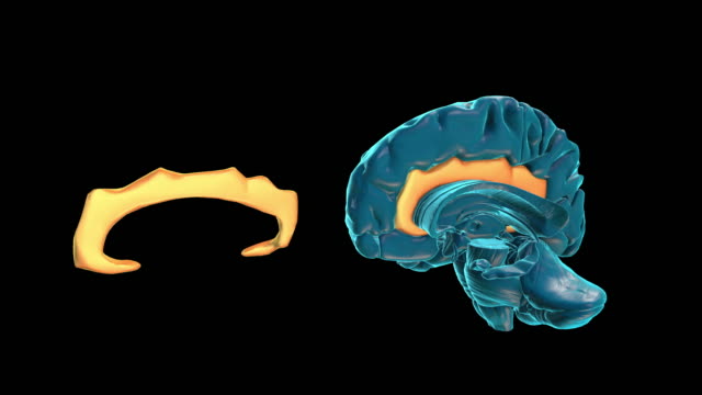 Gehirn-cingulären-cortex