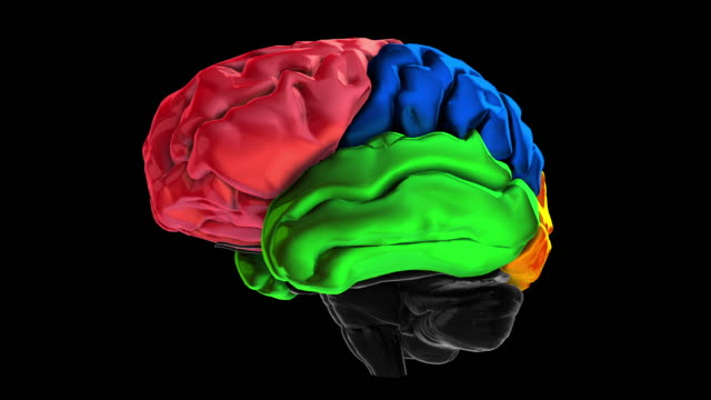 3D-Animation-der-verschiedenen-farbigen-Teile-des-Gehirns---Temporallappen