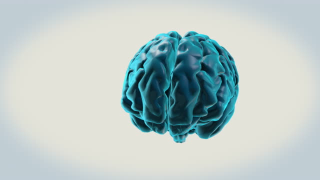 Gehirn-Ventrikelsystem-auf-weißem-Hintergrund