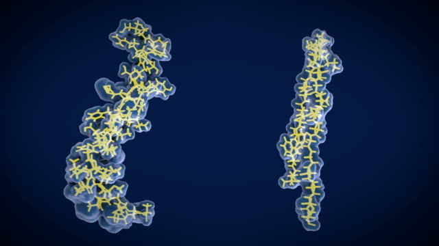 El-péptido-beta-amiloide:-izquierda:-estructura-del-péptido-beta-amiloide-en-la-membrana-la-forma-unida,-derecha:-la-forma-libre-puede-acumular-a-las-placas-amiloideas,-que-participan-en-la-enfermedad-de-Alzheimer