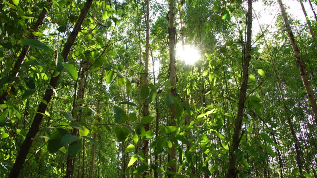 Luz-sobrevivir-árbol-eucalipto