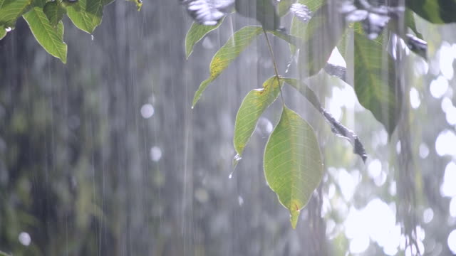 Starker-Regen-regnet-Dusche-Platzregen-Wolkenbruch-es-während-des-Tages.