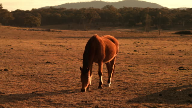 Braune-Pferde-Hintergrundbeleuchtung-bei-Sonnenuntergang-auf-Bauernhof-während-Dürre-mittlere-Aufnahme.-Dürre-in-Australien.
