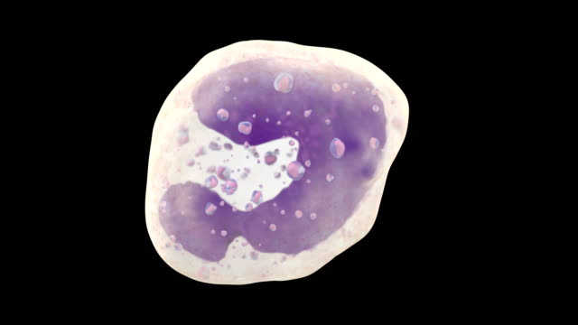 3D-Animation-der-weißen-Blutkörperchen-basophil