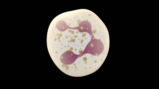 Animación-3D-de-glóbulos-blancos-neutrófilos
