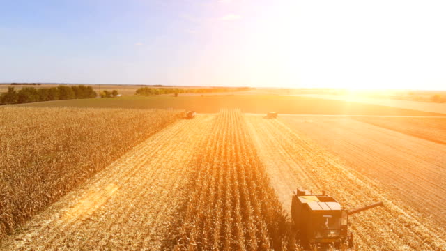 Aerial-View-Corn-Harvest-At-Sunset