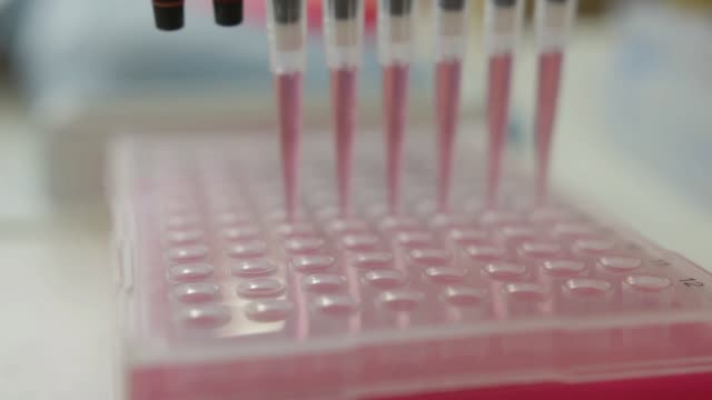 Un-investigador-transferir-las-muestras-a-frascos-más-pequeños-en-un-laboratorio-de-genético-en-la-Universidad-de