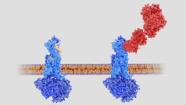 Terapia-de-la-migraña:-calcitonina-gene-relacionado-peptide-(CGRP,-amarillo)-enlazado-a-su-receptor-(izquierda),-anticuerpo-monoclonal-(rojo)-bloquear-el-receptor-CGRP,-bucle-de-animación.