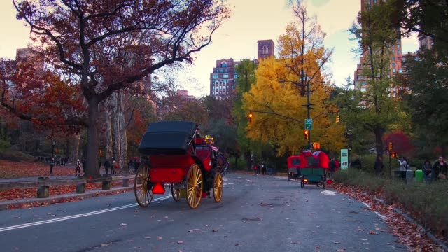 Horse-Carriage-in-Central-Park