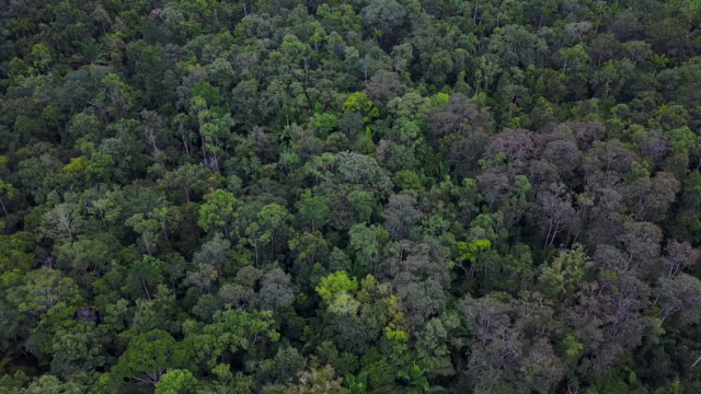 Drohnenflug-über-undurchdringlichen-grünen-Regenwald,-West-Papua,-Indonesien