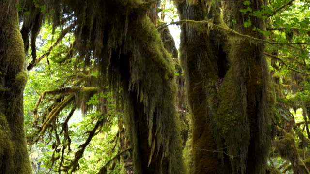 tilt-up-view-of-a-maple-tree-trunk-and-canopy-at-the-olympic-np