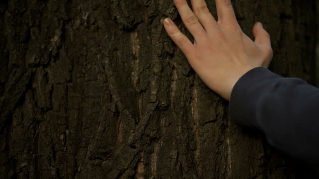Mans-hand-gently-touching-tree-trunk,-nature-and-forest-protection,-ecology-care