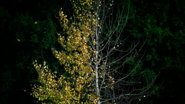 Farbwechsel-Baum-von-Sommer-bis-Herbst