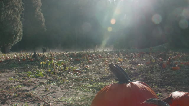 Group-of-Pumpkins-on-Misty-Morning-Patch