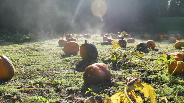 Foggy-Field-of-Ripe-Pumpkins-in-Sunlight-During-October