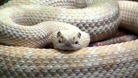 Rattlesnake-Close-Up-with-sound